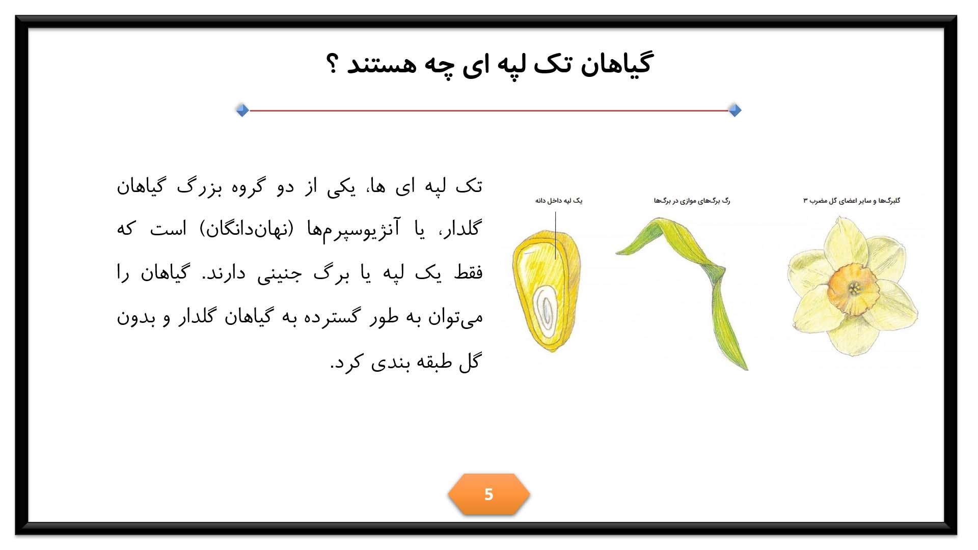 پاورپوینت در مورد تک لپه ای ها 